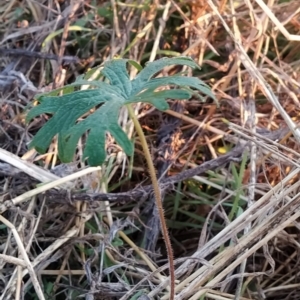 Geranium solanderi var. solanderi at Fadden, ACT - 24 Mar 2023 07:19 AM