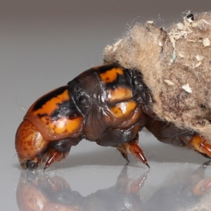 Metura elongatus at Wellington Point, QLD - suppressed