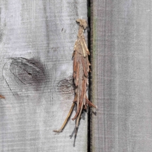 Metura elongatus at Wellington Point, QLD - suppressed