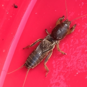 Gryllotalpa sp. (genus) at Majura, ACT - suppressed