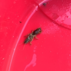 Gryllotalpa sp. (genus) at Majura, ACT - suppressed