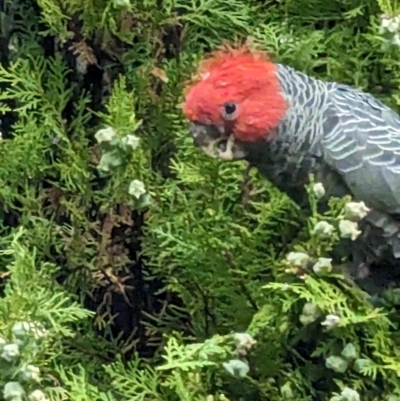 Callocephalon fimbriatum (Gang-gang Cockatoo) at Kingston, ACT - 25 Mar 2023 by stofbrew