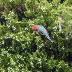 Callocephalon fimbriatum at Kingston, ACT - suppressed