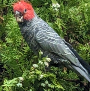 Callocephalon fimbriatum at Kingston, ACT - suppressed