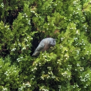 Callocephalon fimbriatum at Kingston, ACT - suppressed