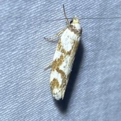 Palimmeces habrophanes (A Concealer moth) at Jerrabomberra, NSW - 24 Mar 2023 by Steve_Bok