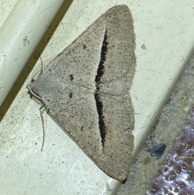 Isturgia penthearia (Delta Geometrid) at Jerrabomberra, NSW - 25 Mar 2023 by SteveBorkowskis