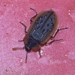 Ptomaphila lacrymosa (Carrion Beetle) at Jerrabomberra, NSW - 25 Mar 2023 by SteveBorkowskis