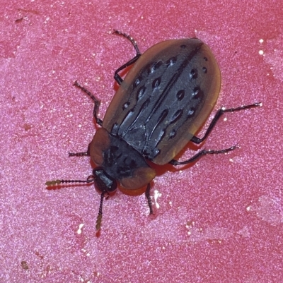 Ptomaphila lacrymosa (Carrion Beetle) at QPRC LGA - 24 Mar 2023 by Steve_Bok