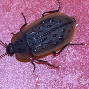 Ptomaphila lacrymosa at Jerrabomberra, NSW - suppressed