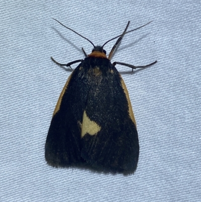 Castulo doubledayi (Doubleday's Footman) at Jerrabomberra, NSW - 25 Mar 2023 by SteveBorkowskis