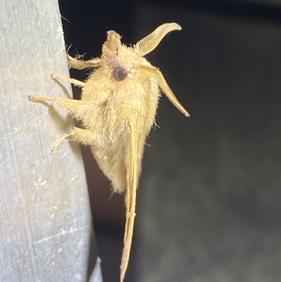 Pararguda nasuta (Wattle Snout Moth) at QPRC LGA - 24 Mar 2023 by Steve_Bok