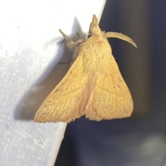 Pararguda nasuta at Jerrabomberra, NSW - suppressed