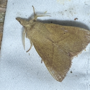 Pararguda nasuta at Jerrabomberra, NSW - suppressed