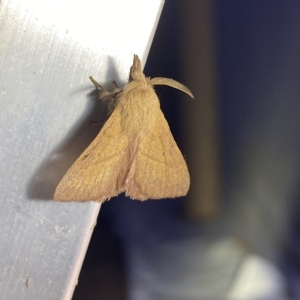 Pararguda nasuta at Jerrabomberra, NSW - suppressed