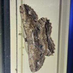 Scioglyptis lyciaria (White-patch Bark Moth) at Jerrabomberra, NSW - 24 Mar 2023 by Steve_Bok