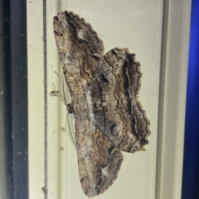 Scioglyptis lyciaria (White-patch Bark Moth) at QPRC LGA - 24 Mar 2023 by Steve_Bok