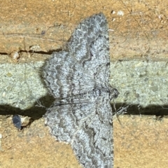 Psilosticha absorpta (Fine-waved Bark Moth) at Jerrabomberra, NSW - 25 Mar 2023 by Steve_Bok
