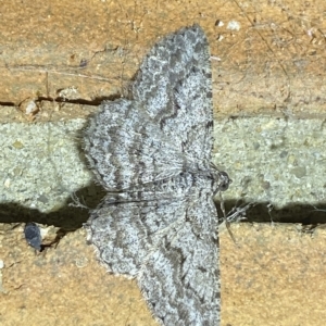 Psilosticha absorpta at Jerrabomberra, NSW - 25 Mar 2023