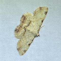 Sandava xylistis (Rusty Snout) at Jerrabomberra, NSW - 25 Mar 2023 by SteveBorkowskis