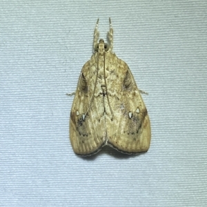 Crocidolomia pavonana at suppressed - 25 Mar 2023