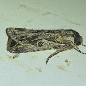 Agrotis munda at Jerrabomberra, NSW - 24 Mar 2023