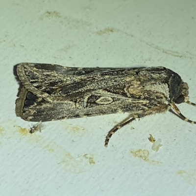 Agrotis munda (Brown Cutworm) at Jerrabomberra, NSW - 24 Mar 2023 by Steve_Bok