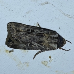 Agrotis munda at Jerrabomberra, NSW - 24 Mar 2023