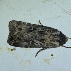 Agrotis munda at Jerrabomberra, NSW - 24 Mar 2023