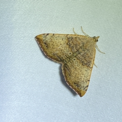 Chrysolarentia mecynata (Mecynata Carpet Moth) at Jerrabomberra, NSW - 24 Mar 2023 by SteveBorkowskis