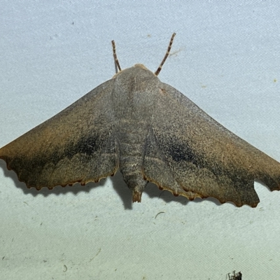 Monoctenia smerintharia (Dark Leaf Moth) at QPRC LGA - 24 Mar 2023 by Steve_Bok
