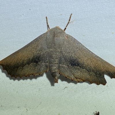 Monoctenia smerintharia (Dark Leaf Moth) at Jerrabomberra, NSW - 24 Mar 2023 by SteveBorkowskis