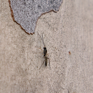 Ichneumonidae (family) at Higgins, ACT - 25 Mar 2023