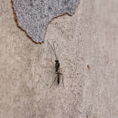 Ichneumonidae (family) (Unidentified ichneumon wasp) at Higgins, ACT - 24 Mar 2023 by Trevor