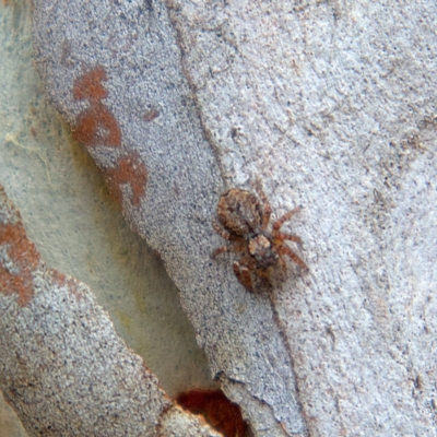 Servaea incana (Hoary Servaea) at Higgins Woodland - 24 Mar 2023 by Trevor