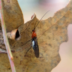 Braconidae (family) (Unidentified braconid wasp) at Higgins Woodland - 24 Mar 2023 by Trevor