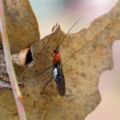 Braconidae (family) (Unidentified braconid wasp) at Higgins, ACT - 25 Mar 2023 by MichaelWenke