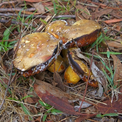 Phlebopus marginatus (Giant Bolete) at Higgins Woodland - 25 Mar 2023 by Trevor