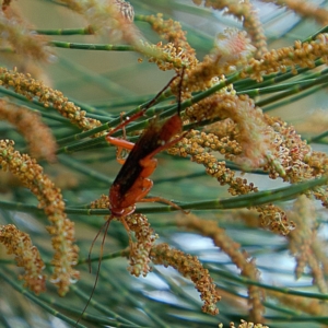 Lissopimpla excelsa at Higgins, ACT - 25 Mar 2023