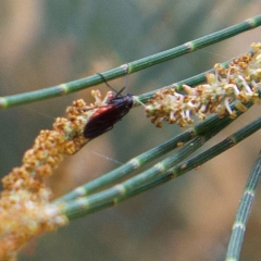 Sciaridae sp. (family) (Black fungus gnat) at Higgins, ACT - 25 Mar 2023 by MichaelWenke