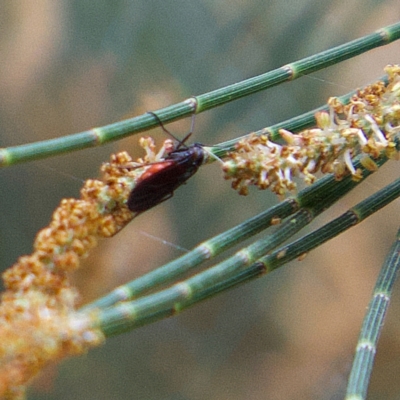 Sciaridae sp. (family) (Black fungus gnat) at Higgins, ACT - 25 Mar 2023 by Trevor