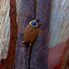 Ellipsidion australe (Austral Ellipsidion cockroach) at Higgins, ACT - 25 Mar 2023 by Trevor