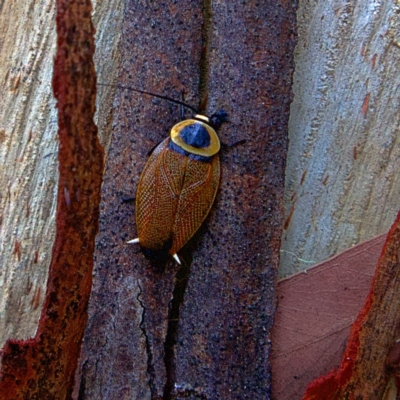 Ellipsidion australe (Austral Ellipsidion cockroach) at Higgins Woodland - 25 Mar 2023 by Trevor
