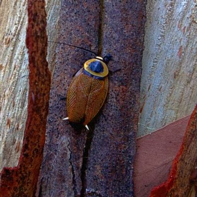 Ellipsidion australe (Austral Ellipsidion cockroach) at Higgins, ACT - 25 Mar 2023 by MichaelWenke