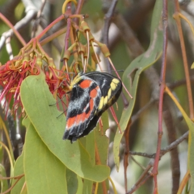 Delias harpalyce (Imperial Jezebel) at Jerrabomberra, NSW - 13 Mar 2023 by Steve_Bok