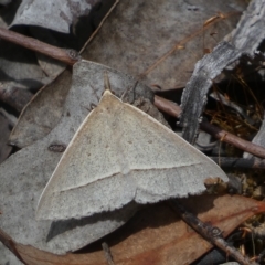 Epidesmia hypenaria (Long-nosed Epidesmia) at Jerrabomberra, NSW - 13 Mar 2023 by SteveBorkowskis