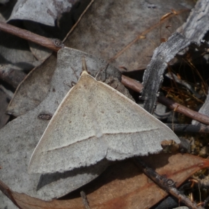 Epidesmia hypenaria at Jerrabomberra, NSW - 13 Mar 2023