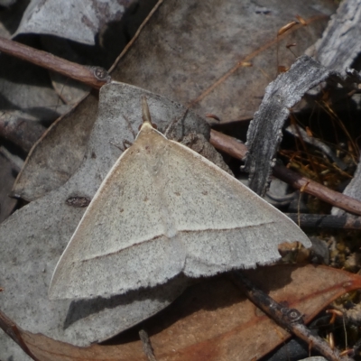 Epidesmia hypenaria (Long-nosed Epidesmia) at Jerrabomberra, NSW - 13 Mar 2023 by SteveBorkowskis