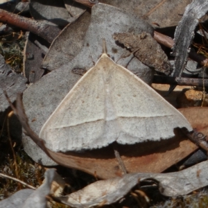 Epidesmia hypenaria at Jerrabomberra, NSW - 13 Mar 2023