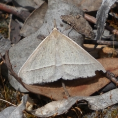 Epidesmia hypenaria at Jerrabomberra, NSW - 13 Mar 2023